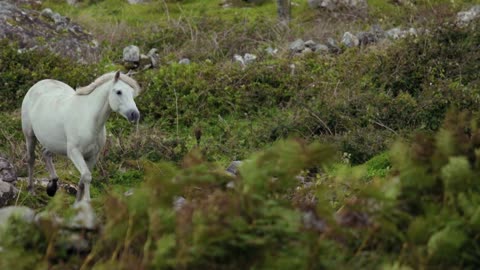 a-white-horse-in-an-open-field