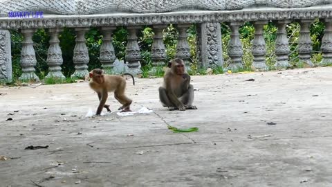 Attack between snake and monkey like a funny trap