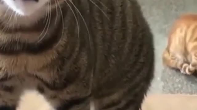 Cat Angry