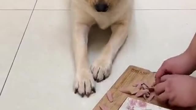 This dog is so smart he stole meat from the floor and acted like nothing happened!