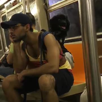 Black dog on guys back