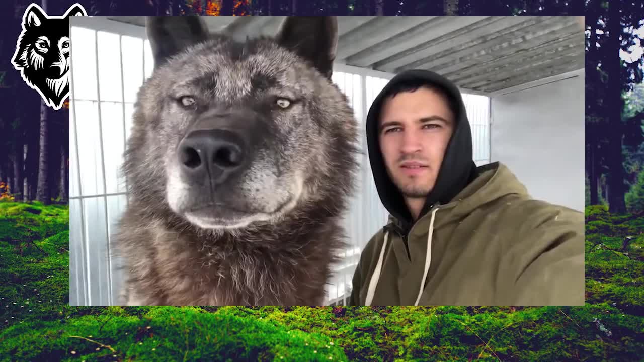 canadian wolf