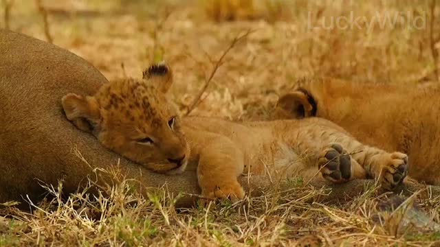 Playing tired lion baby leaning on mother to sleep