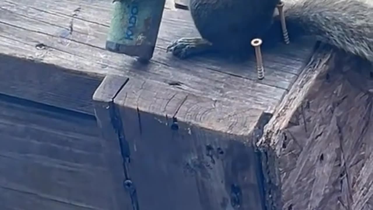 Squirrel with vape addiction problem