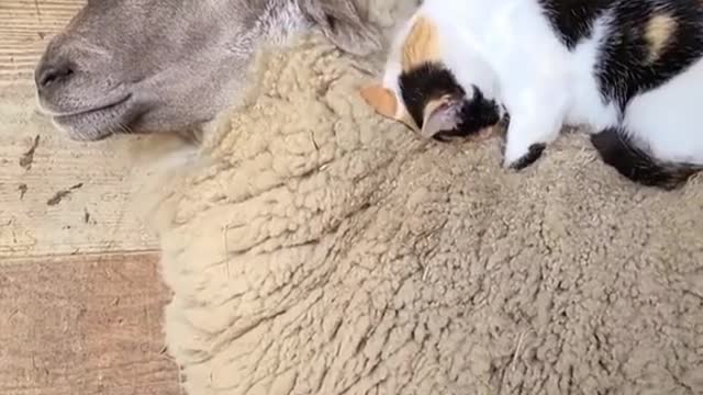 Cat gives sheep a massage