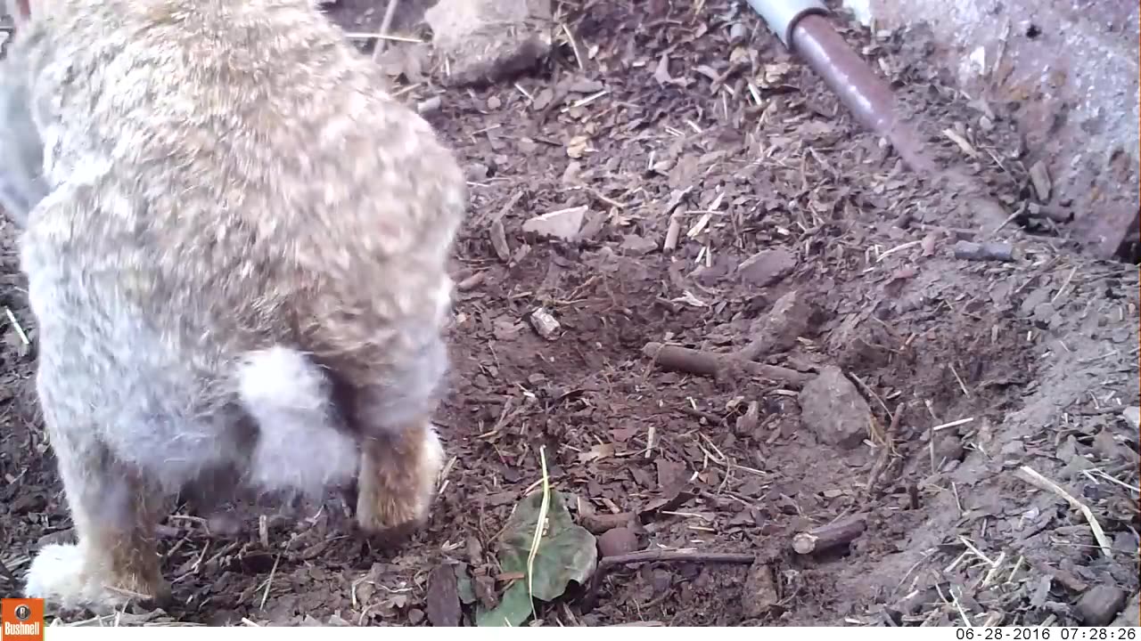 Baby rabbits and their mom