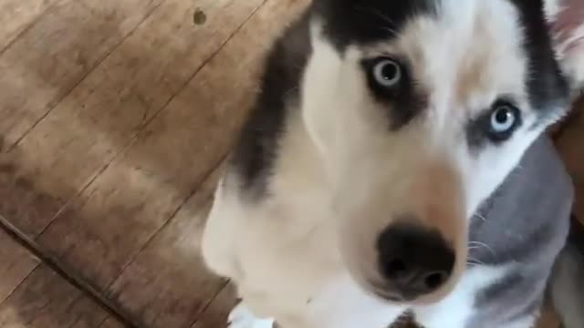 Give it to me! Husky asking for food heart touching