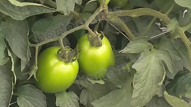 Tomato Trellising with HORTOMALLAS® netting #shortvideo