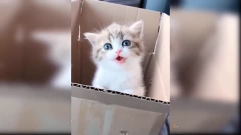 Adorable Kitten Meowing