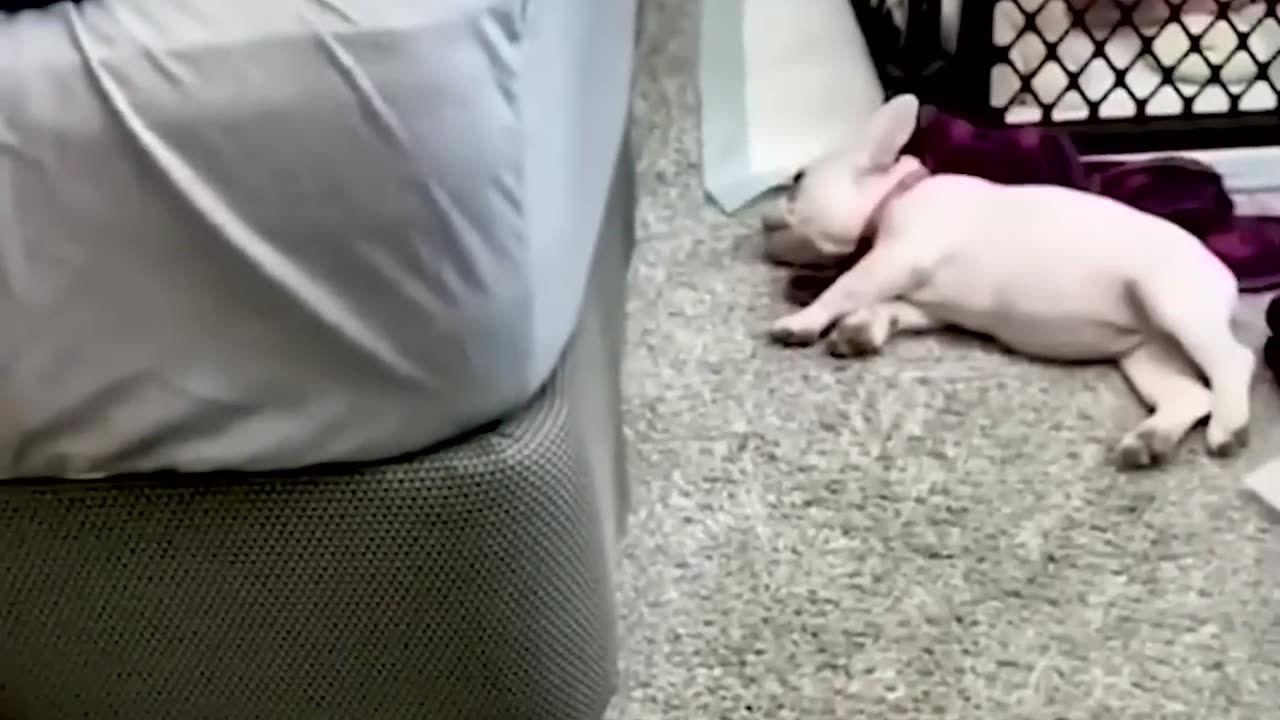 Funny Animal video of the day 😂😂