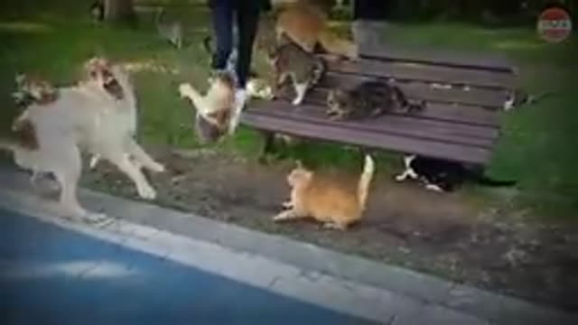 Shit! Orange Cat Gang Barfight VS Bar Dog Gang - Who's the Strongest?