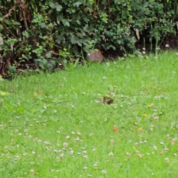 Why it is reckless to leave your dog unleashed #mockumentary #nature #wildlife