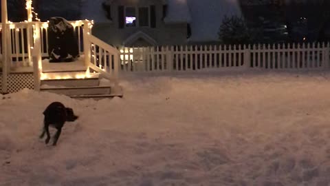 Puppy Gets Zoomies in Snow