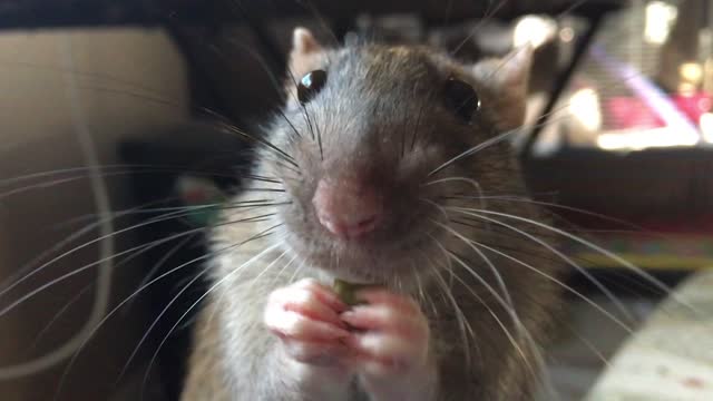 Who knew rats could be so adorable?