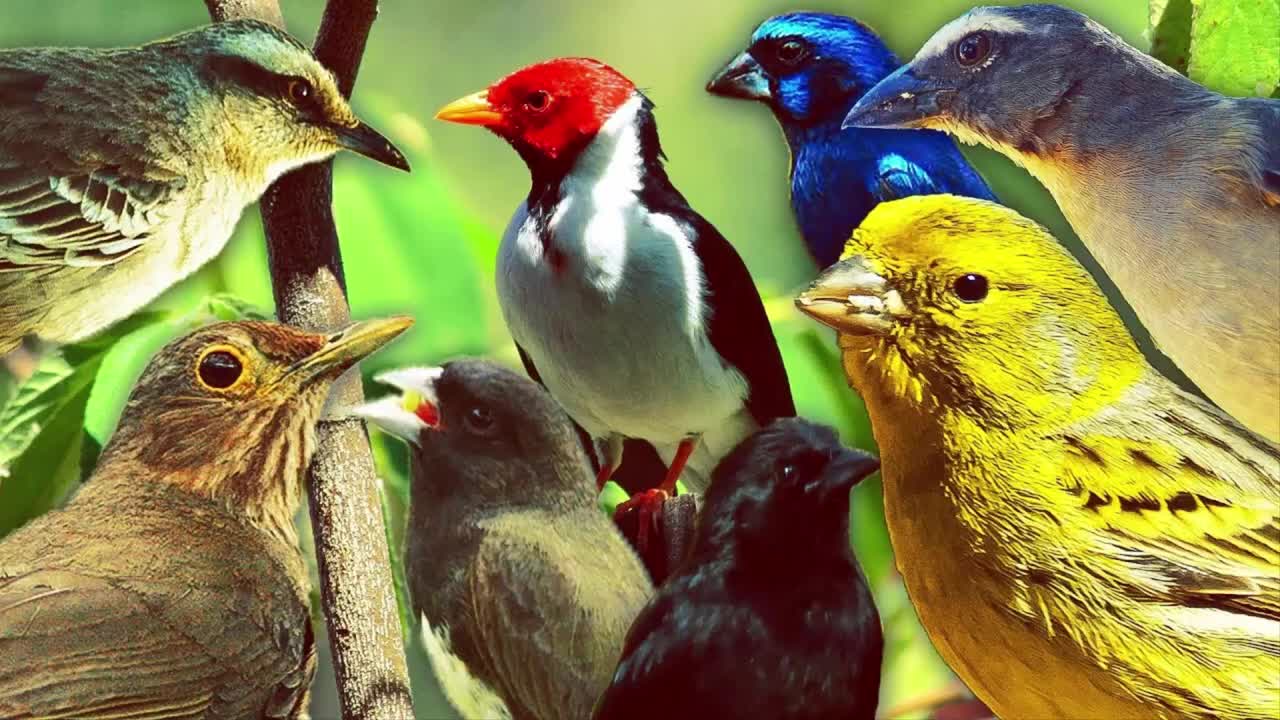 CALM PIANO MUSIC WITH BACKGROUND BIRDS SOUND TO SLEEP