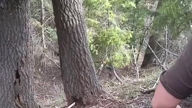 Puppies chase a bear