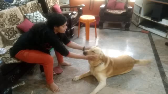 Dog training