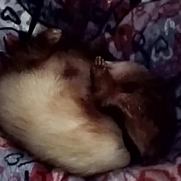 Ferret wave part 2, brighter video