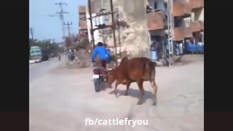 Funny Animal's Attack But Also Scary