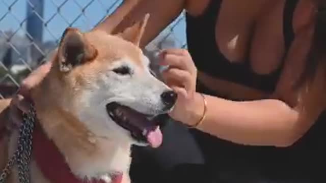 CUTE STRONG DOG WITH HIS OWNER