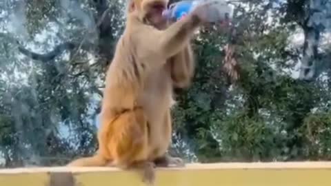 Funny monkey