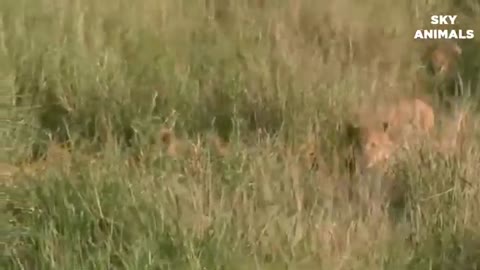 A lioness gives birth near hyenas