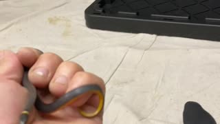 Ringneck Snake