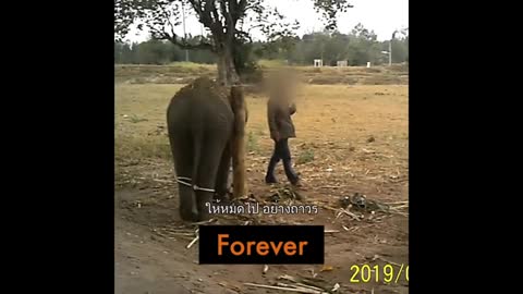 Elephant Traning