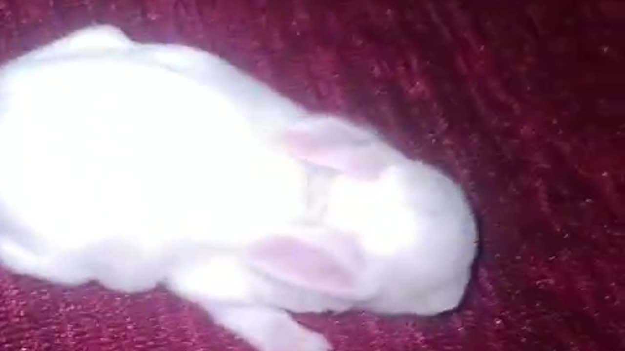 Rabbit for Adoption