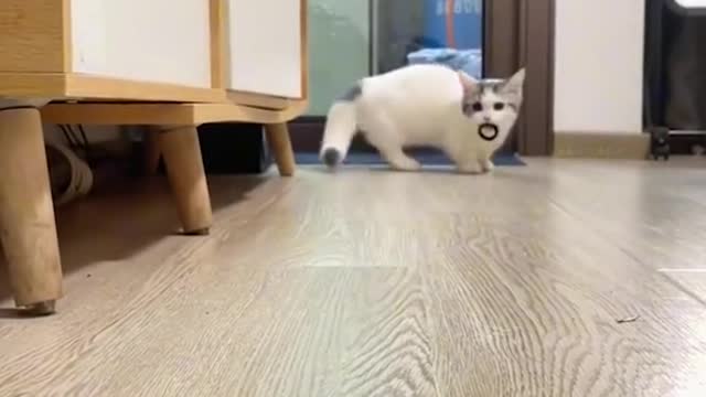 Cute cat😍COMPILATION TIKTOK😉