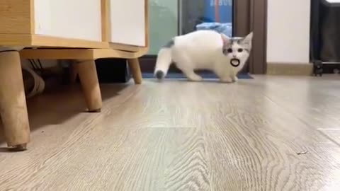 Cute cat😍COMPILATION TIKTOK😉