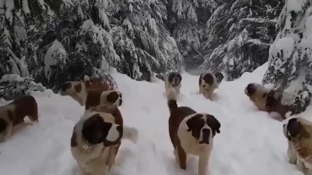 Natural Landscapes Dogs and the Snow Mountains