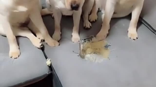 YOU WILL GET A STOMACH ACHE FROM LAUGHING SO HARD!Funny dog Videos