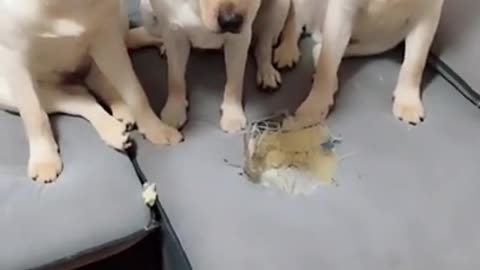 YOU WILL GET A STOMACH ACHE FROM LAUGHING SO HARD!Funny dog Videos