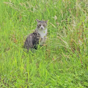 The cat teleportation society #mockumentary #nature