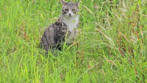 The cat teleportation society #mockumentary #nature