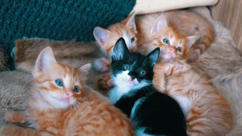 Little cats lying on an armchair