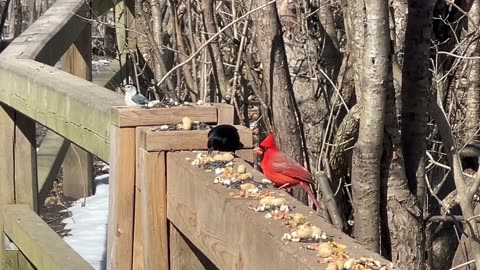 Blue Jay the bully makes a cameo appearance 😊