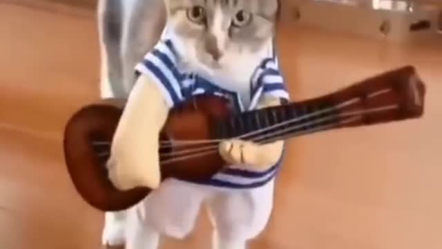 cat Music 🎶😂😂