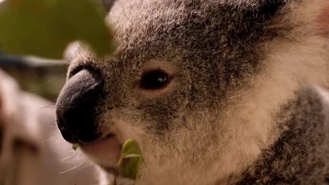 Koala eating leaves