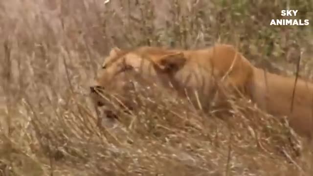 Lion vs big python snake real fight