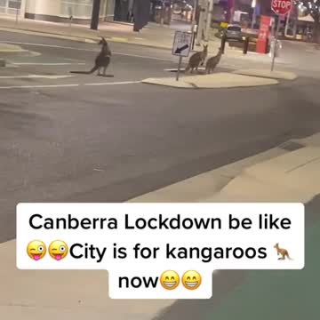 Canbarra taken over by Kangaroos
