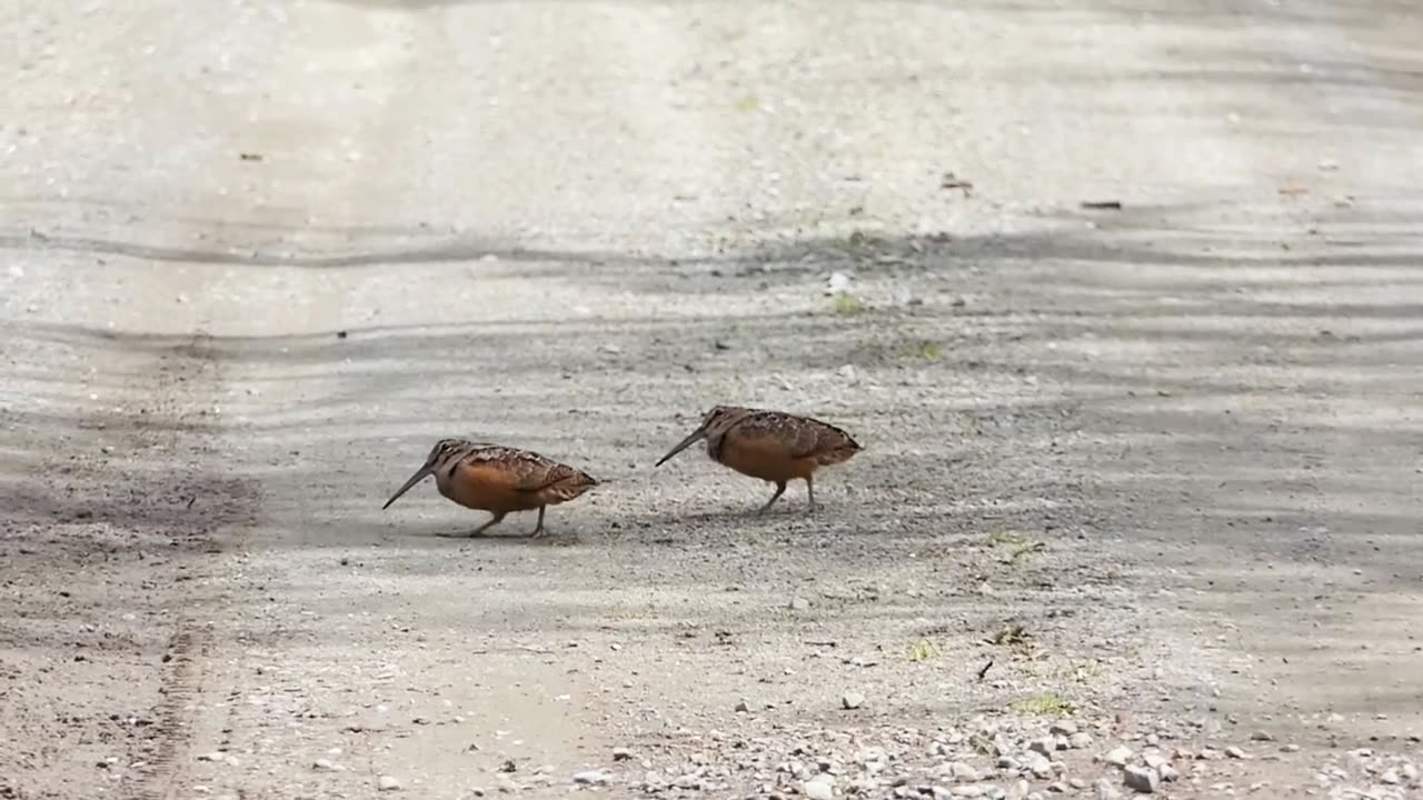 Funny bird dance video,# birds dance,# beautiful dance.