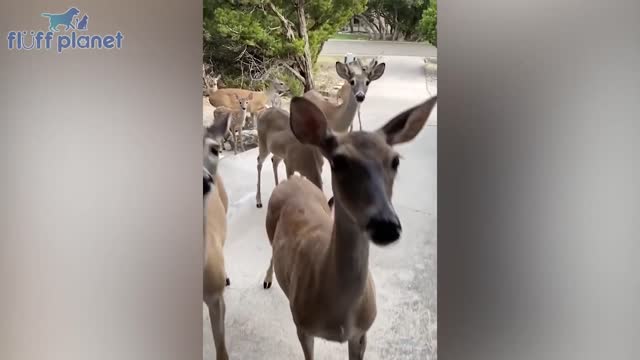 I Bet Those Pets Will Put You in a Good Mood.