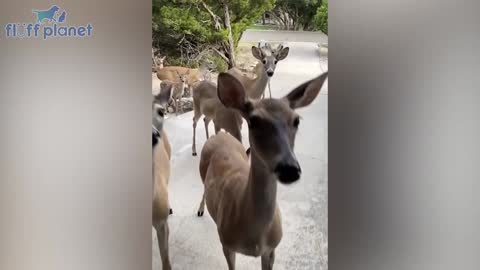 I Bet Those Pets Will Put You in a Good Mood.