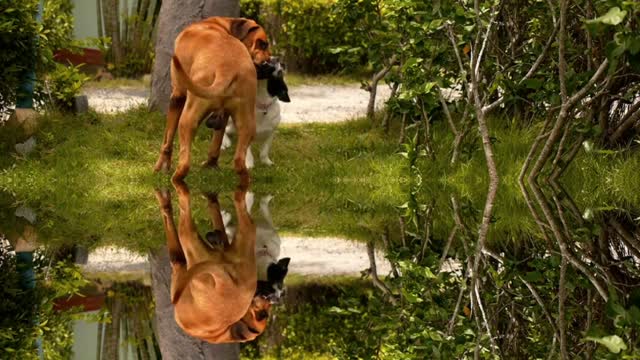 Dog 2 water
