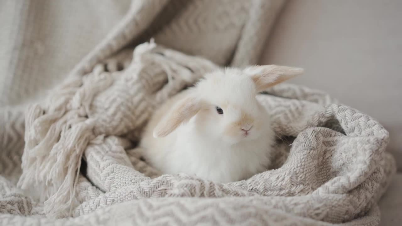 Cute animal and best animal video