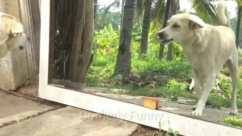 Mirror prank dog, funny Camedy video 2022,