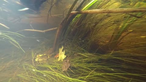 Underwater Adventure
