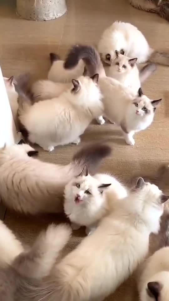 Help me count,I can’t see how many cats there are.